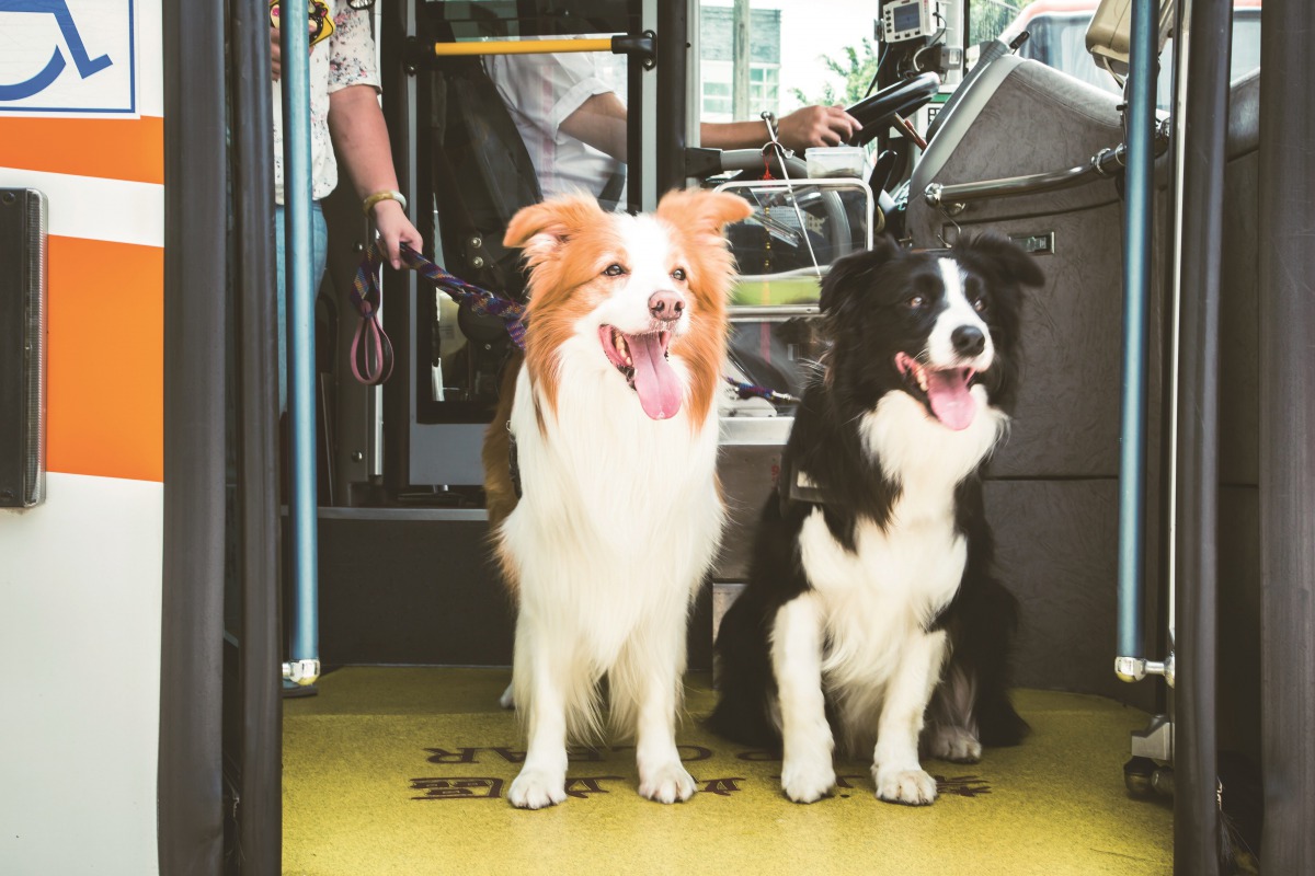狗狗搭乘友善公車開心出遊去。台北市動保處/提供