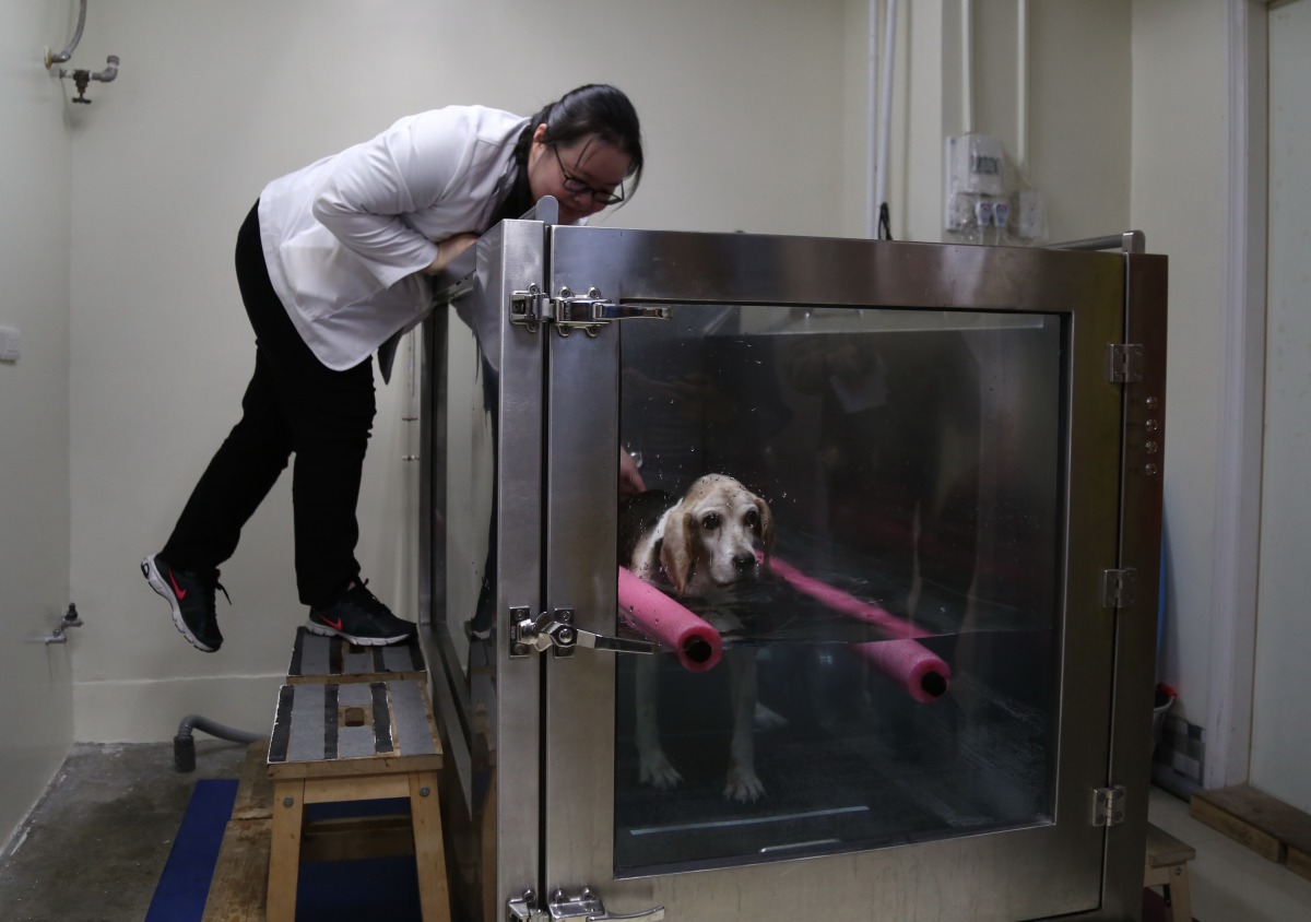 台北市動保處推動「安養動物分級照護制度」,依服務與設備之不同將動物安養機構分為四級。圖為毛小孩水中跑步機治療課程,台北市動保處/提供