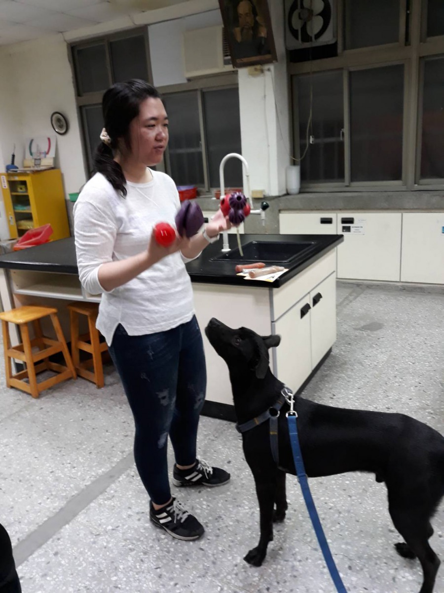 台北市貓犬學校春季班動態課程讓飼主帶毛孩現場互動圖。台北市動保處/提供