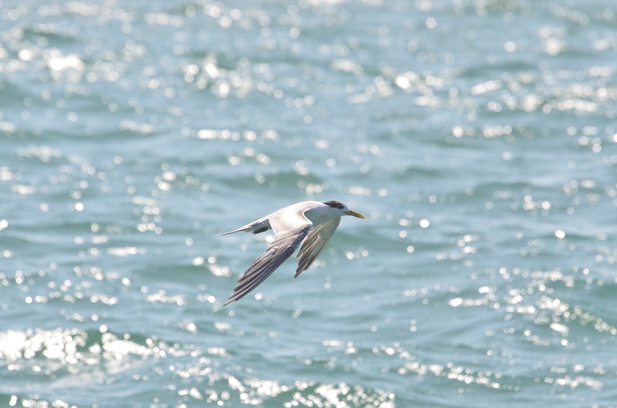 鳳頭燕鷗翱翔於海上。台北鳥會/提供