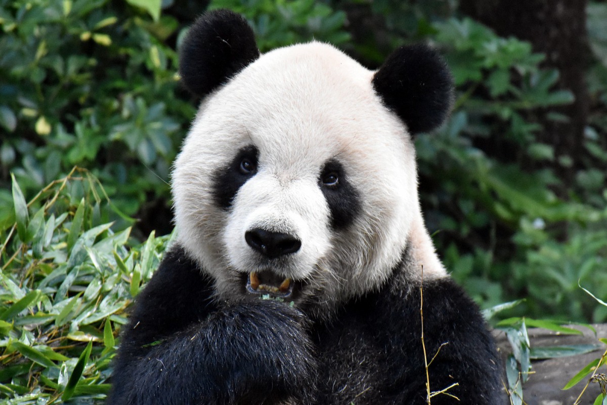 大熊貓「團團」總給人憨厚、天然萌的印象,但牠吃東西時可是非常注重隱私的喔。台北市立動物園/提供