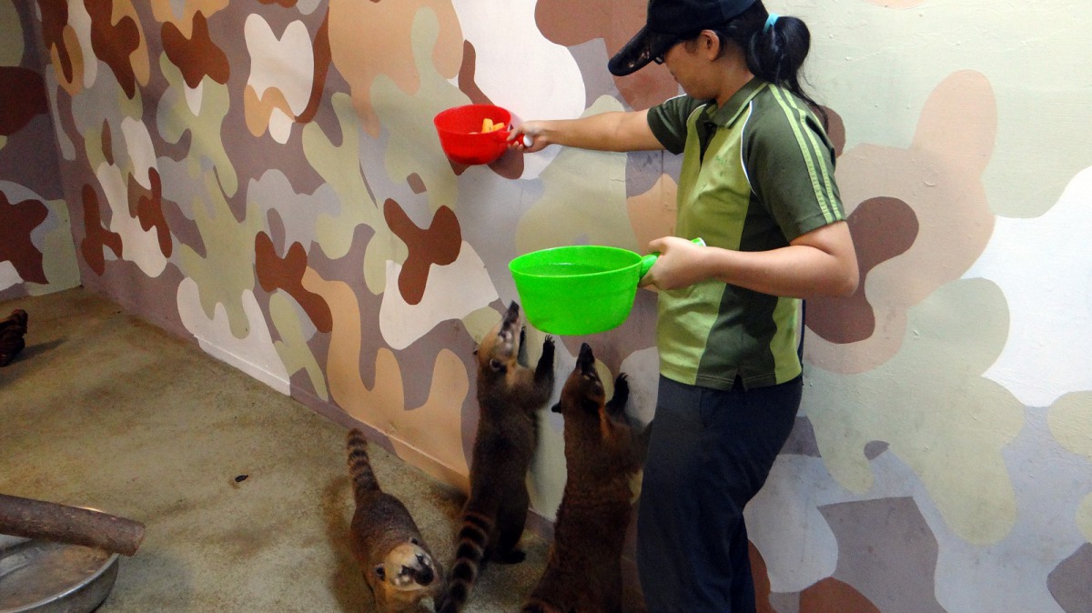 餵動物吃東西,是保育員最喜歡跟動物互動的方式。台北市立動物園/提供