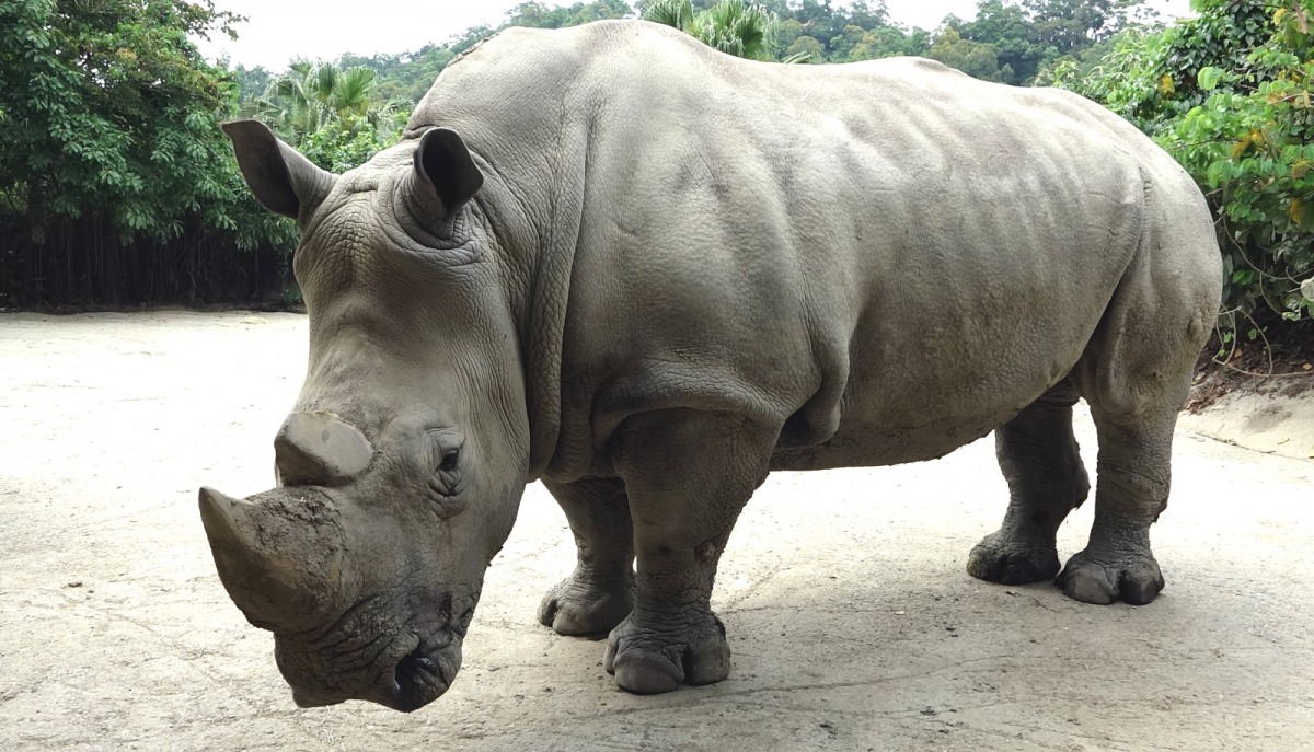 明（22）天是世界犀牛日，台北市立動物園動物園邀請民眾一起響應，關注犀牛保育議題。台北市立動物園/提供