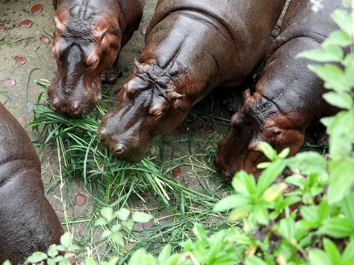 現採的狼尾草最好吃了！台北市立動物園/提供