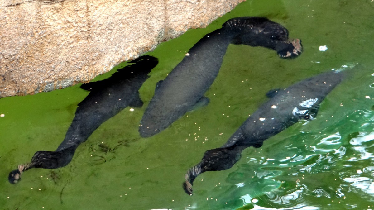 象魚生活在亞瑪遜河水流緩慢、溶氧量低的地方，牠們的魚鰾有和肺相同的功能，牠們常緩緩游在水面。台北市立動物園/提供