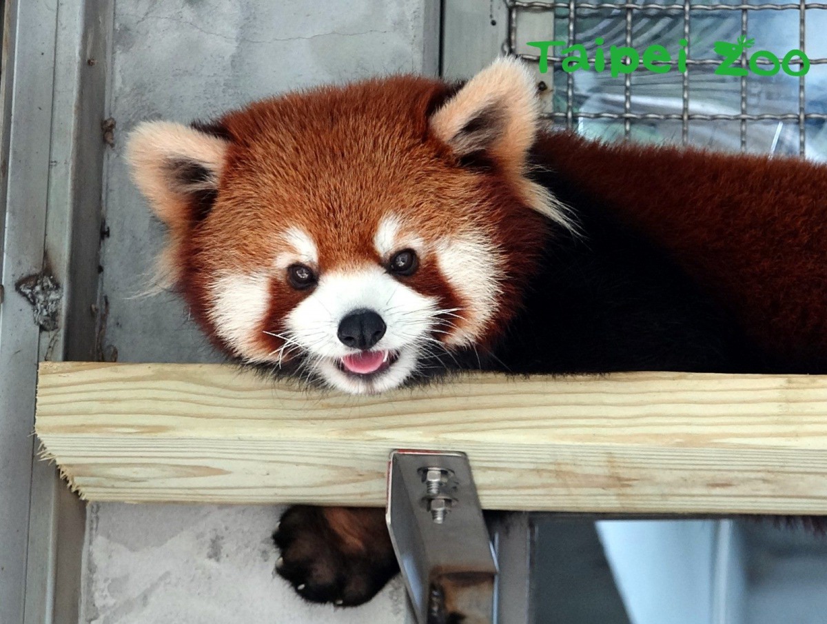 小貓熊「可玥」最喜歡的食物是蘋果，保育員會使用蘋果進行動物訓練。台北市立動物園/提供