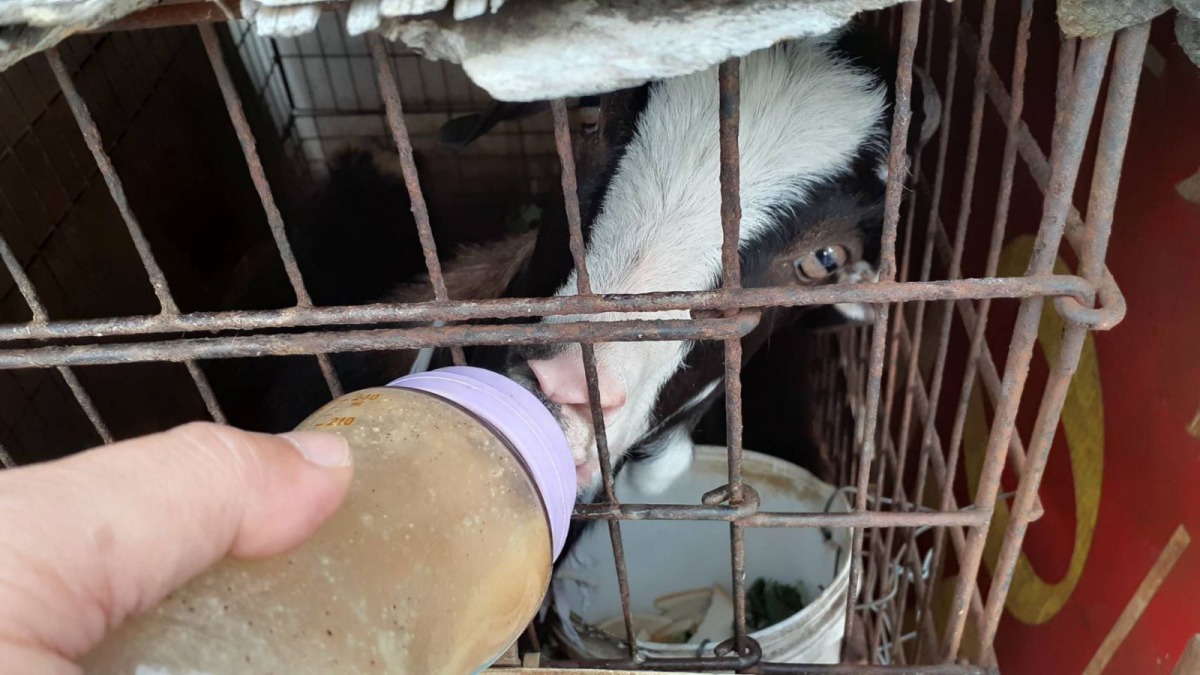 小羊被養在狗籠中引起路人側目。圖為小羊喝米漿，新北市動保處/提供