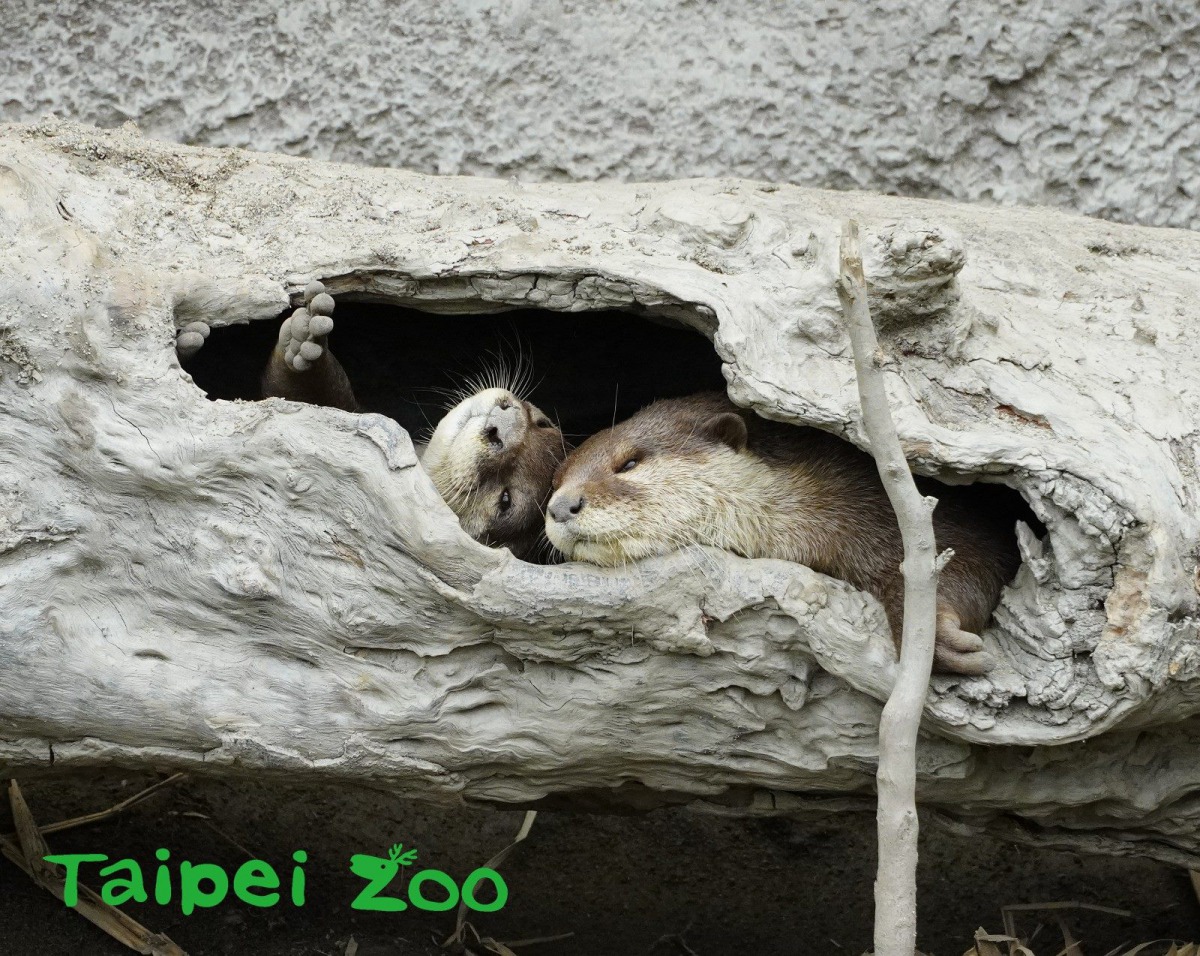 天冷的時候，小爪水獺躲在漂流木樹洞中舒服的睡覺。台北市立動物園/提供