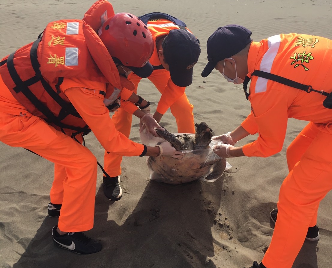 圖為2 月23日新北市八里區文化公園後方沙灘發現的死亡綠蠵龜。海巡署/提供