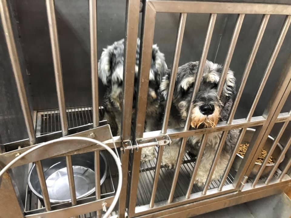 機車騎士意外過世,愛犬也因此進入收容所。翻攝自新竹縣流浪動物珍愛協會粉絲專頁