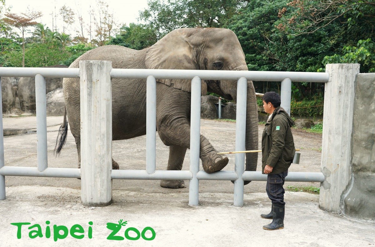 動物訓練的目的在於讓動物在健康檢查與醫療流程時,能信任保育員、減少不必要的壓力。詹德川/攝