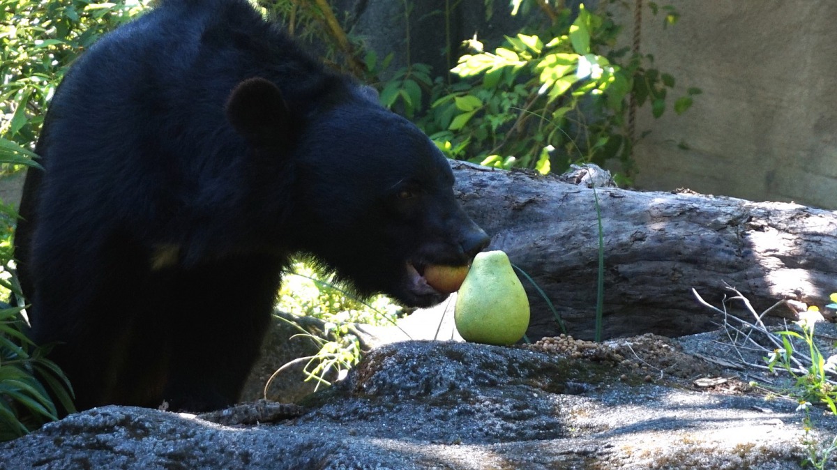 保育員準備了柚子或特製的月餅給動物們食用，不僅應景，也能提升牠們的行為豐富度。台北市立動物園/提供