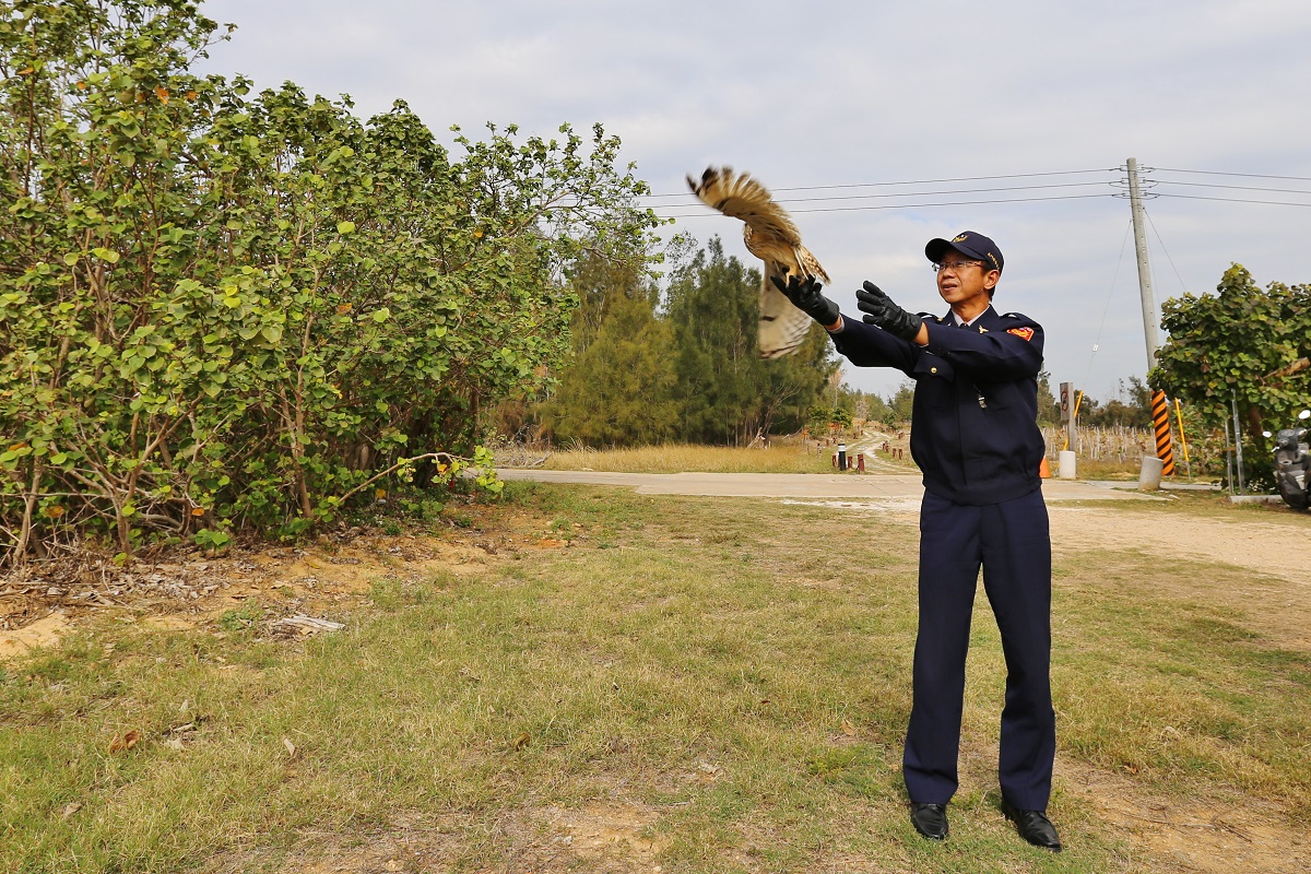暖警救援短耳鴞，已於昨（18）日順利野放。金門縣建設處/提供