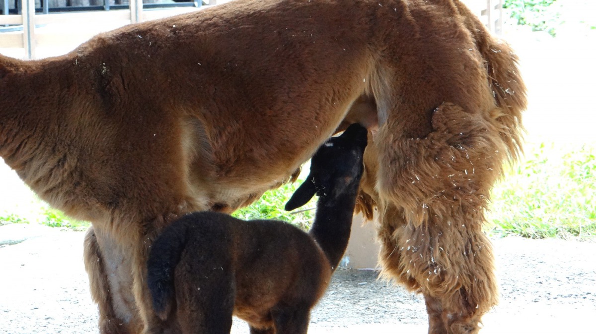 在中秋連假前夕，台北市立動物園的羊駝「安娜」生下了他的第一個孩子「娜米」，圖為「娜米」正在喝奶。台北市立動物園/提供