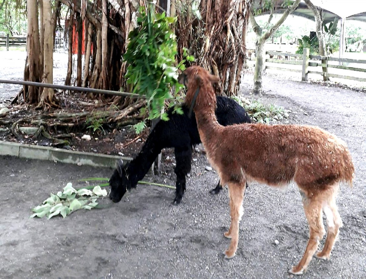 羊駝與多種動物從台北市立動物園遷居花蓮「新光兆豐休閒農場」。後為麥可，前為妮可。新光兆豐休閒農場/提供