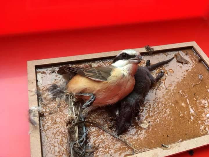 為了捕食鼩鼱而被黏到的紅尾伯勞，經評估後以人道處理。野生動物追思會/提供