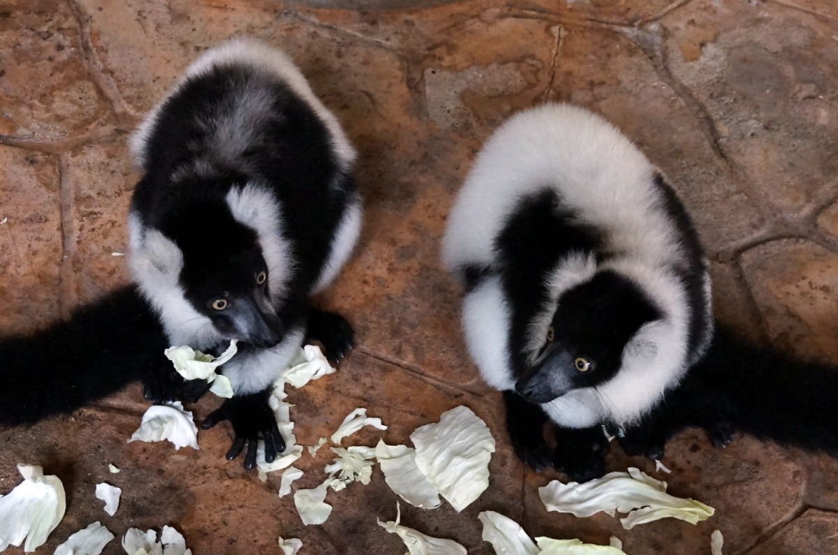 「依特(左)」肩膀後方的色斑形狀,則宛如穿了一件黑色的背心;「依斯(右)」的外形特徵宛如媽媽「白依」的翻版。台北市立動物園/提供