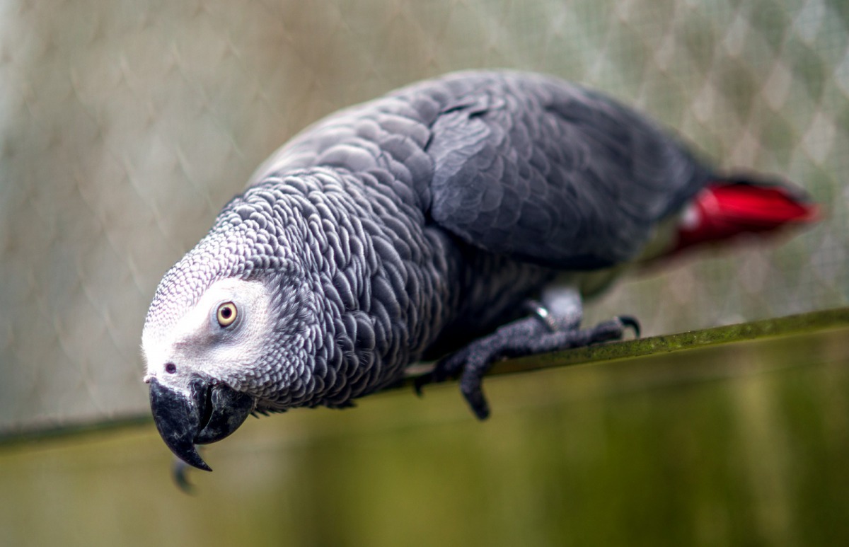 鸚鵡是非常聰明、壽命長、活動力高、破壞力強的鳥類。台北市立動物園/提供
