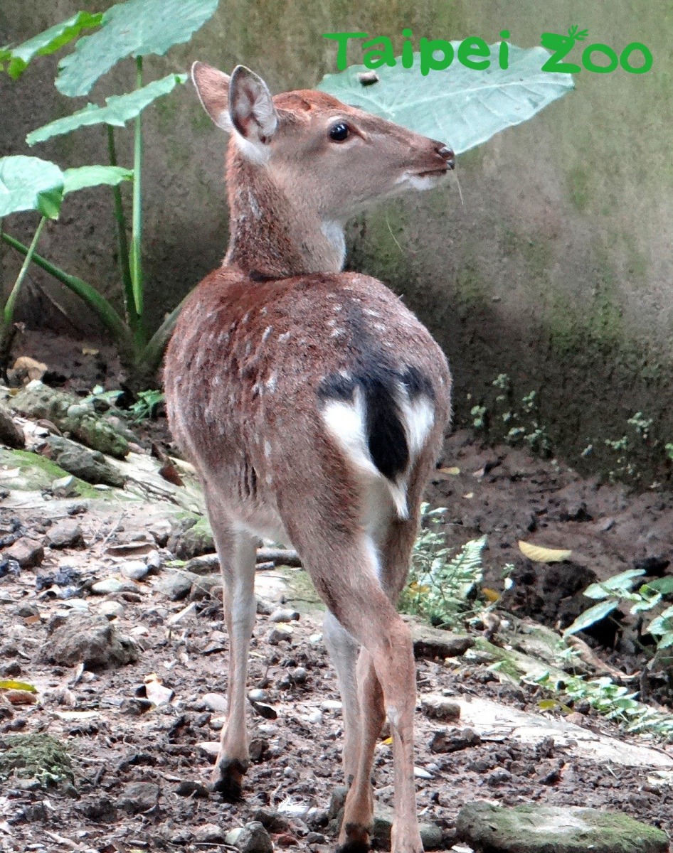 梅花鹿的尾巴小巧可愛，有「警報器」的作用。台北市立動物園/提供