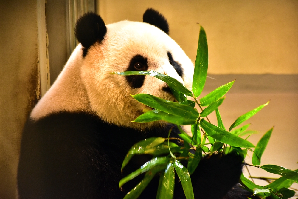 台北市立動物園將在7月6日當天上午為「圓仔」舉辦「圓仔5歲生日-圓粉慶生派對」。台北市立動物園/提供