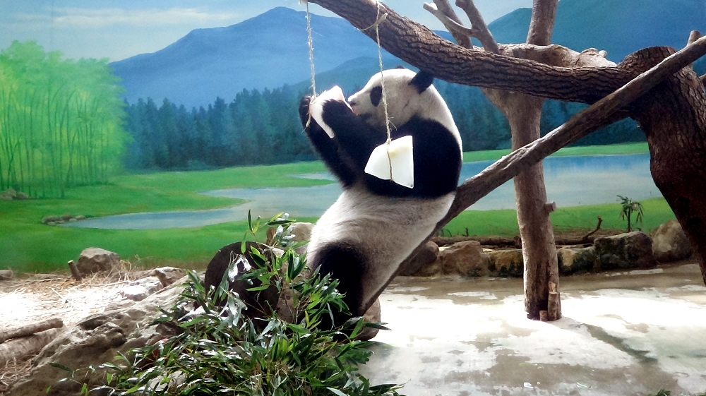 保育員們便精心製作了「冰粽」，吸引熊貓們的注意，讓牠們清涼過端午。台北市立動物園/提供