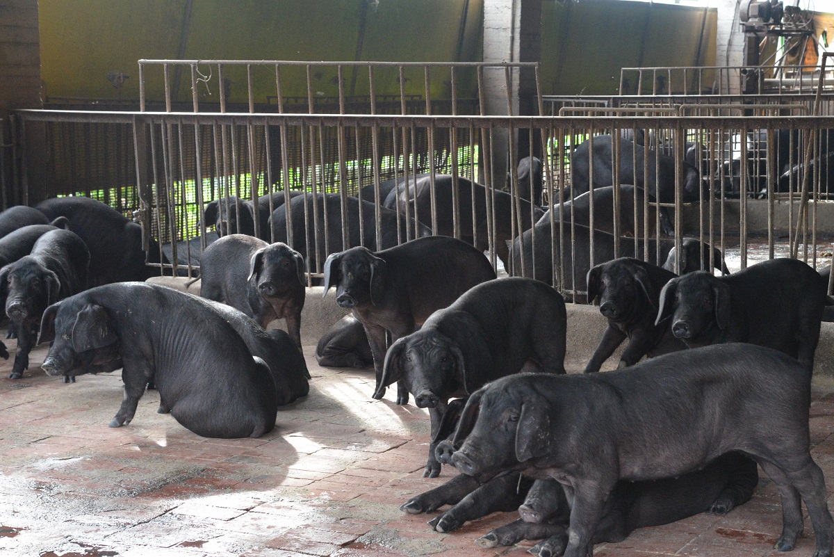 農委會宣布將於明(2019)年起提供配套措施鼓勵豬農轉型或是退場,雲林縣長張麗善也於25日宣布搶先全國禁止廚餘餵豬。雲林縣農業處/提供