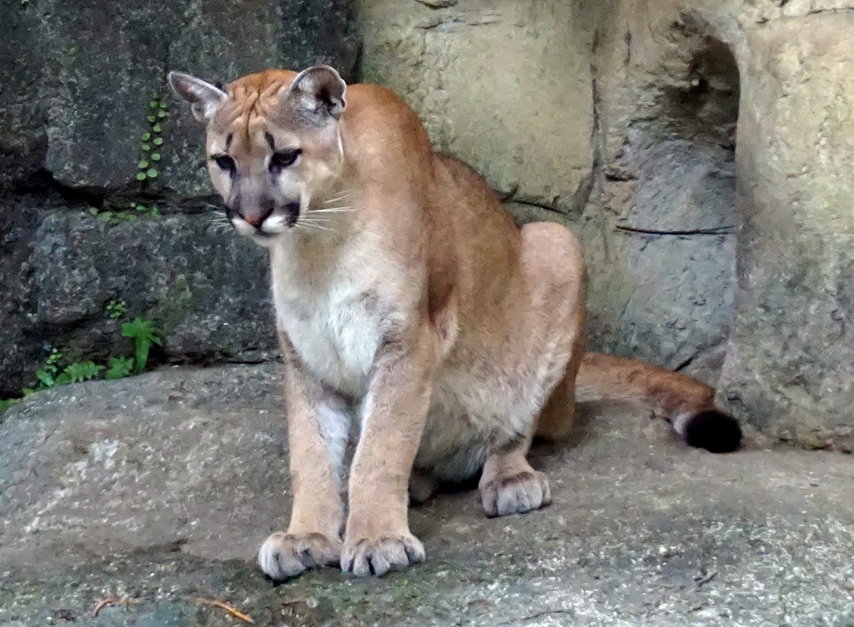 在野外,許多大型的野生動物,通常需要追蹤埋伏一段時日,才能捕捉到獵物。圖為美洲獅,台北市立動物園/提供