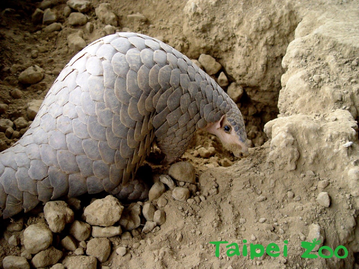 第一隻在台北市立動物園出生的穿山甲「穿胖」滿22歲了！圖為「穿胖」，周慶璽/攝