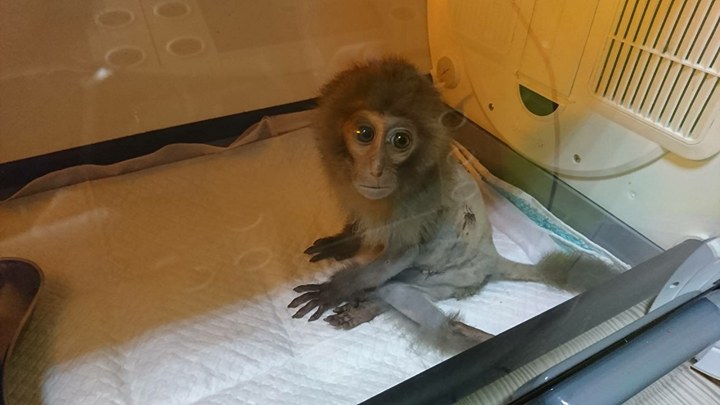 日前壽山國家自然公園發生家犬咬傷臺灣獼猴幼猴事件,導致重傷的幼猴被猴群遺棄,所幸幼猴已脫離險境。林美吟/提供