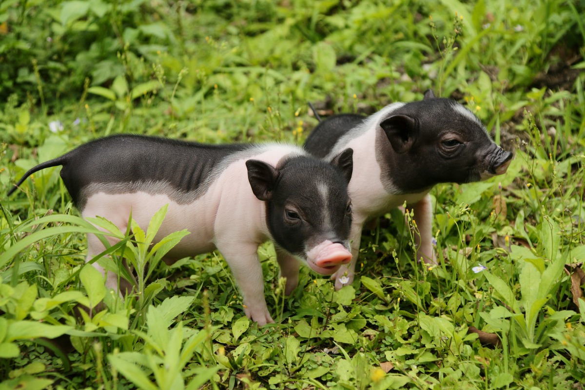 你對「豬」瞭解多少呢？台北市立動物園將舉辦「豬事大吉-豬年生肖營」，歡迎國小學童踴躍報名。圖為麝香豬，台北市立動物園/提供