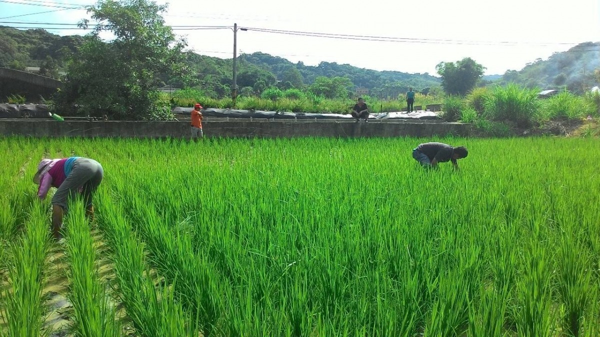 友善農業的代表之一「石虎米」，便是在石虎棲地採取友善耕作的方式。資料畫面，取自楓樹窩石虎米臉書