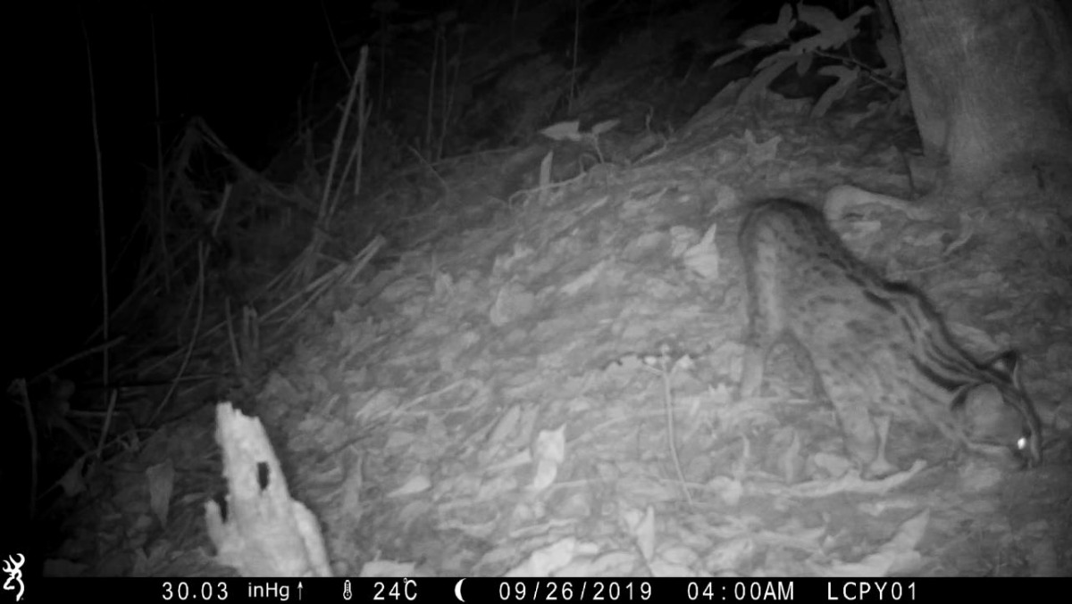 苗縣宣布明（2020）年繼續實施並擴大辦理「友善石虎生態服務給付試辦計畫」。圖為自動照相機於苗栗養禽場附近拍攝到石虎，資料照，苗栗縣農業處/提供