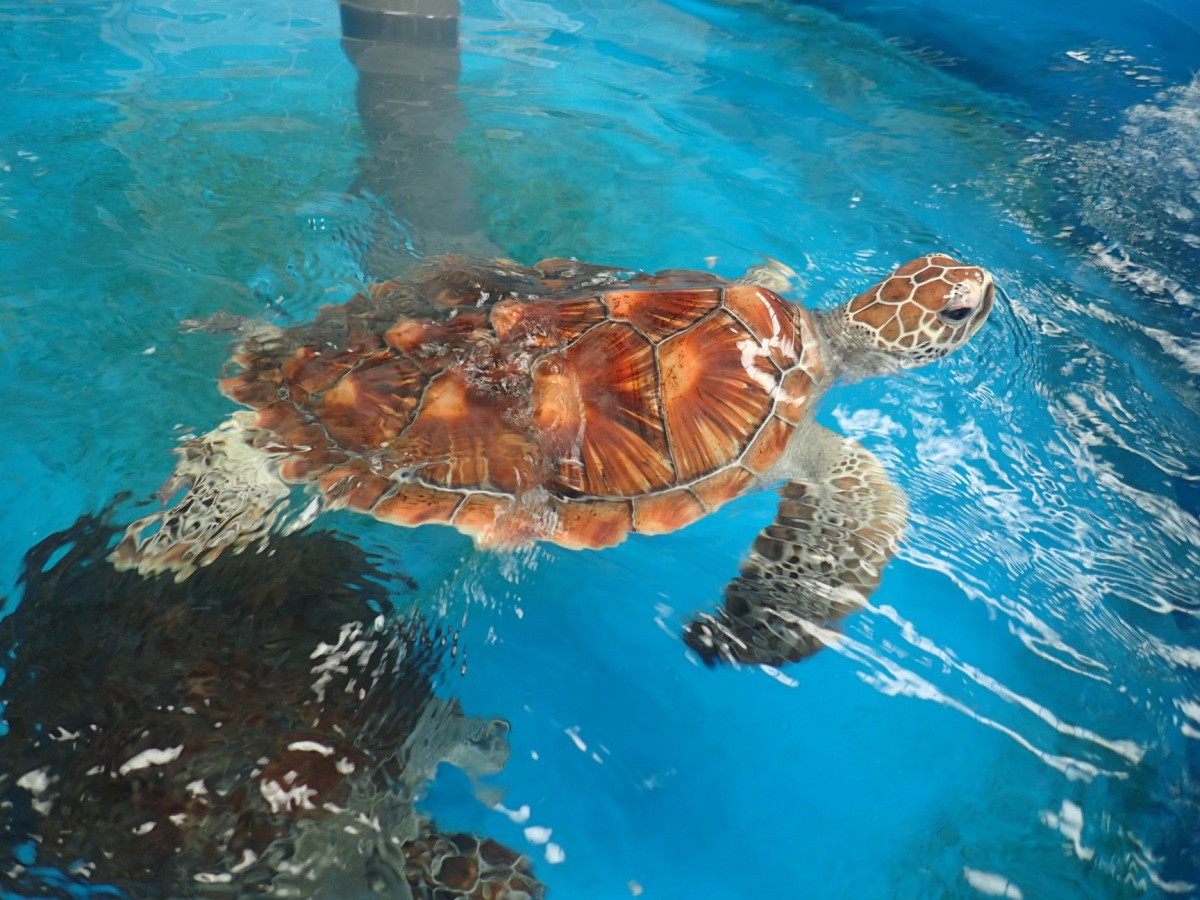 本年度第二季鯨豚及海龜擱淺報告中指出海洋廢棄物對海龜的影響。圖為今年5月於澎湖野放的海龜，資料照，澎湖縣農漁局/提供