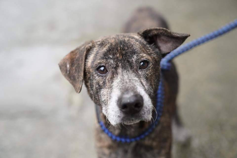 新北市今（2019）年起推出一系列寵物長照政策，將輔導動物醫院及寵物業店家設置特定寵物長照機構。資料照，新北市動保處/提供