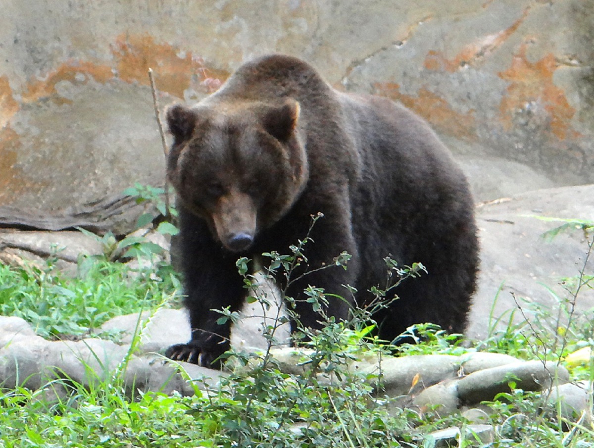 熊都會冬眠嗎？這可不一定！圖為棕熊「大喬」，台北市立動物園/提供