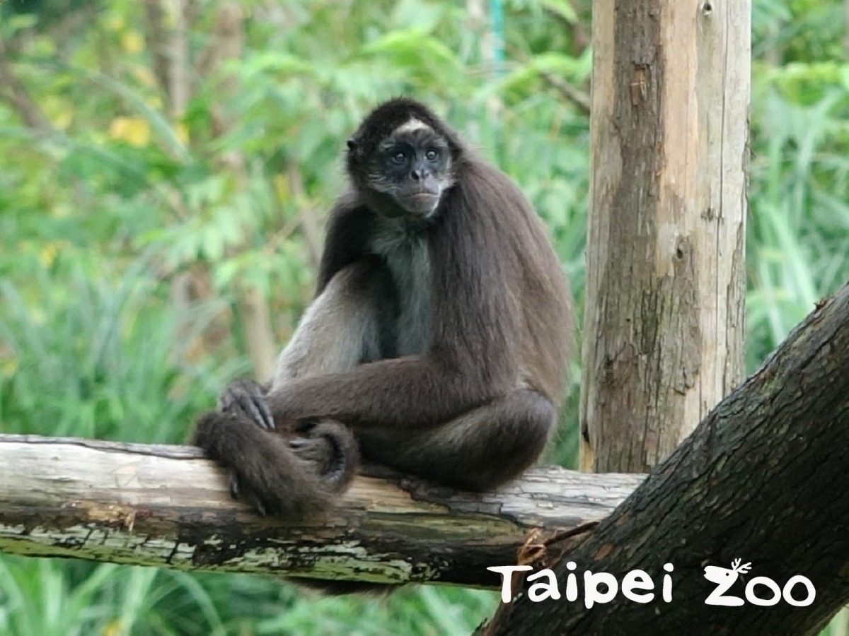 繼對外挑釁、偷襲之後，棕蜘蛛猴最近竟然開始「內鬥」，又打群架又搞小團體，但群居的牠們又分不開彼此，關係十分微妙。台北市立動物園/提供