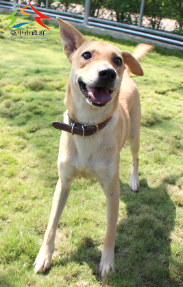 「益起認養吧」計畫增加收容所毛小孩的曝光度。取自台中市動保處網站