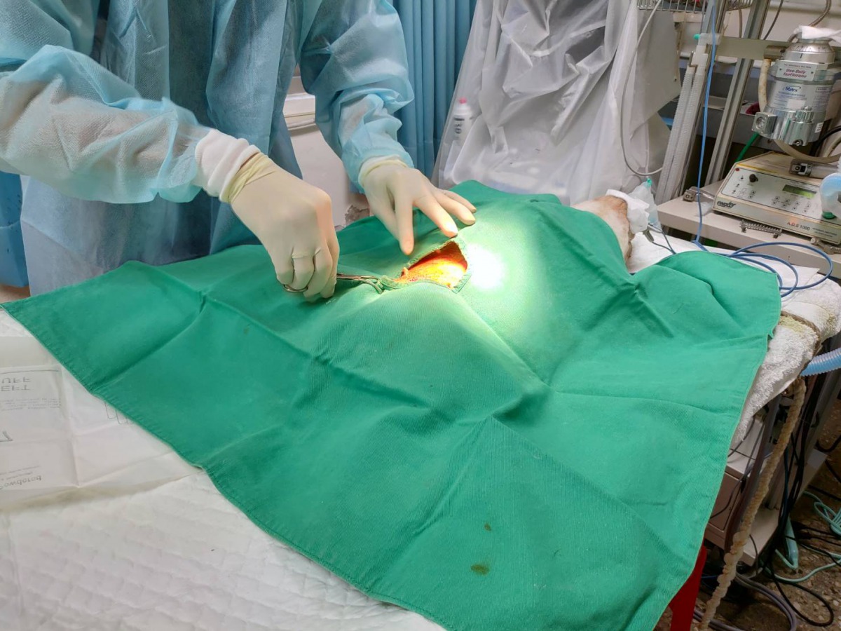 早期絕育可防止犬貓發情行為問題，同時降低乳腺腫瘤發生率。新北市動保處/提供