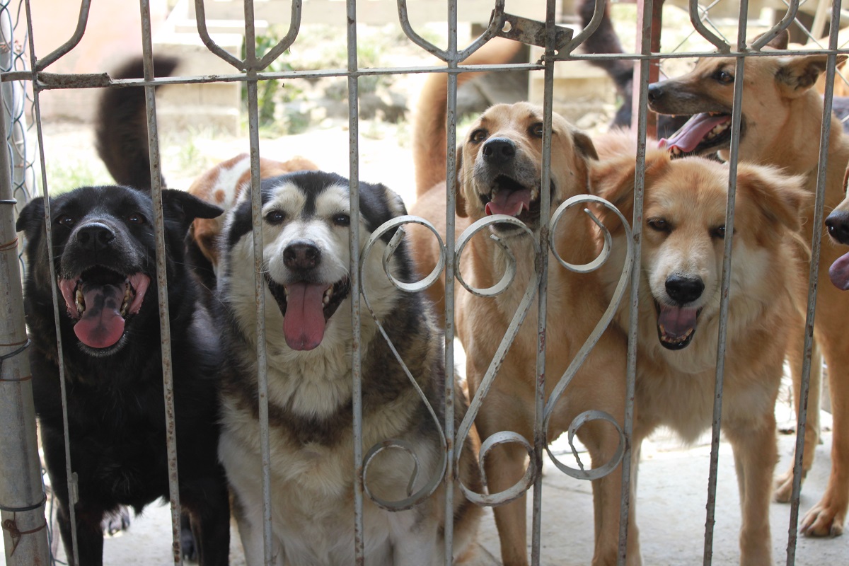 「公私協力反思交流座談會」將帶您看看，零撲殺政策實施至今，對人與動物們產生了哪些影響。吳佳俞/提供