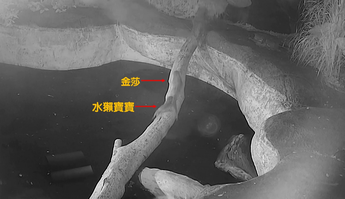 金莎帶領其中一隻水獺寶寶走過獨木橋。台北市立動物園/提供