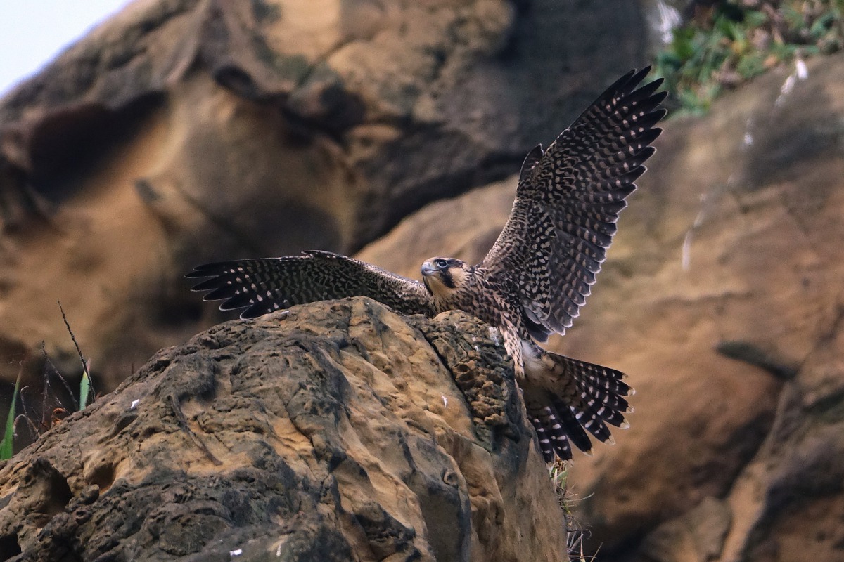 台灣北部已有遊隼的穩定留鳥族群，深澳便是牠們的重要棲地之一。圖為離巢的幼鳥。中華鳥會/提供