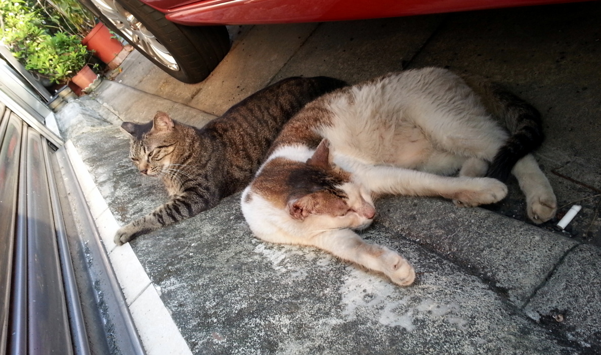 白底虎斑是哥哥阿金，早早被阿敏用食物收買，虎斑妹妹阿寶則仍保有公主般的驕氣，直到最近才肯讓阿敏撫摸。阿敏/提供