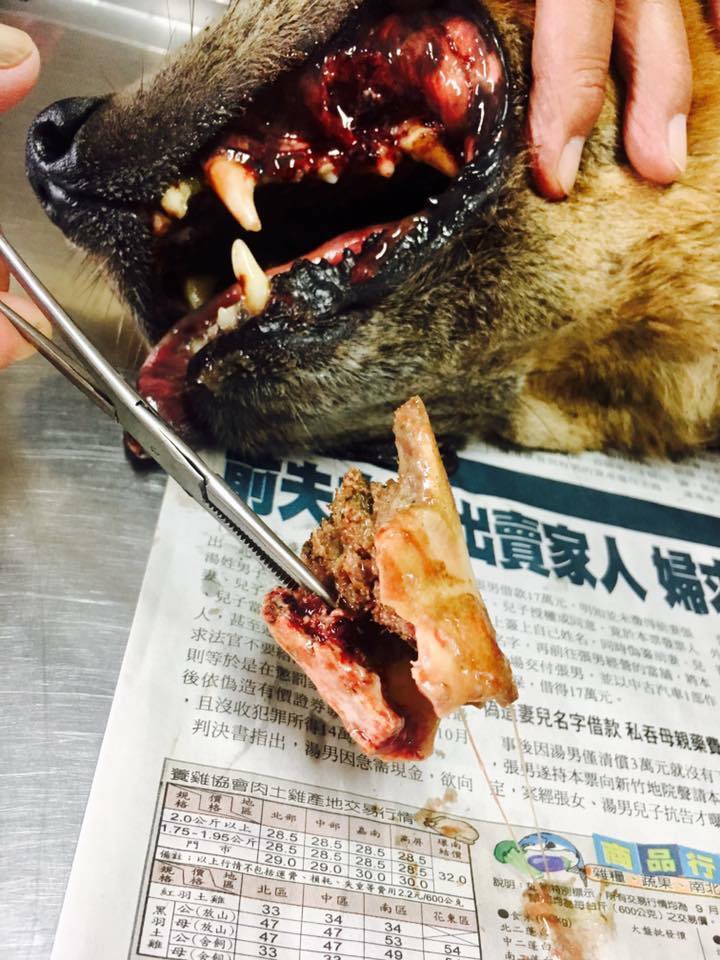 大骨頭讓狗狗嘴巴與舌頭潰爛，讓牠無法進食也無法喝水。黃小姐/提供
