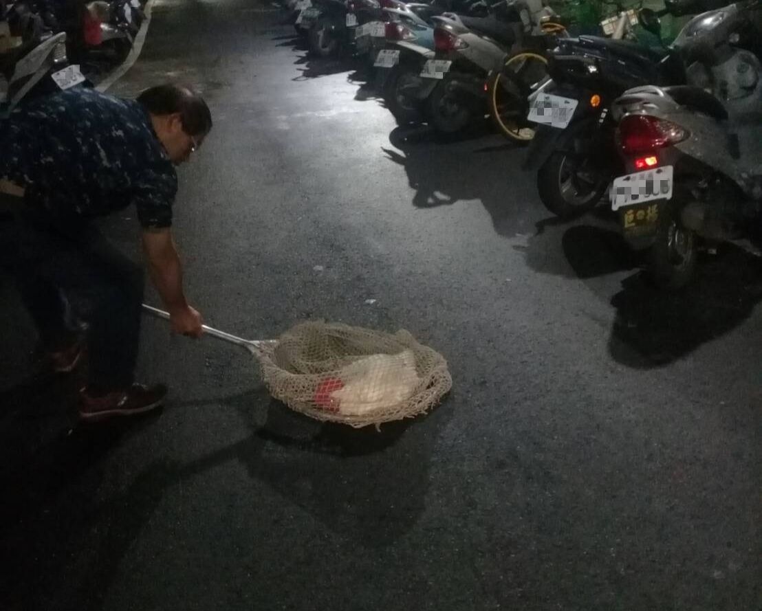 新北市動保處接獲民眾通報，三重區巷弄內有流浪雞。新北市動保處/提供