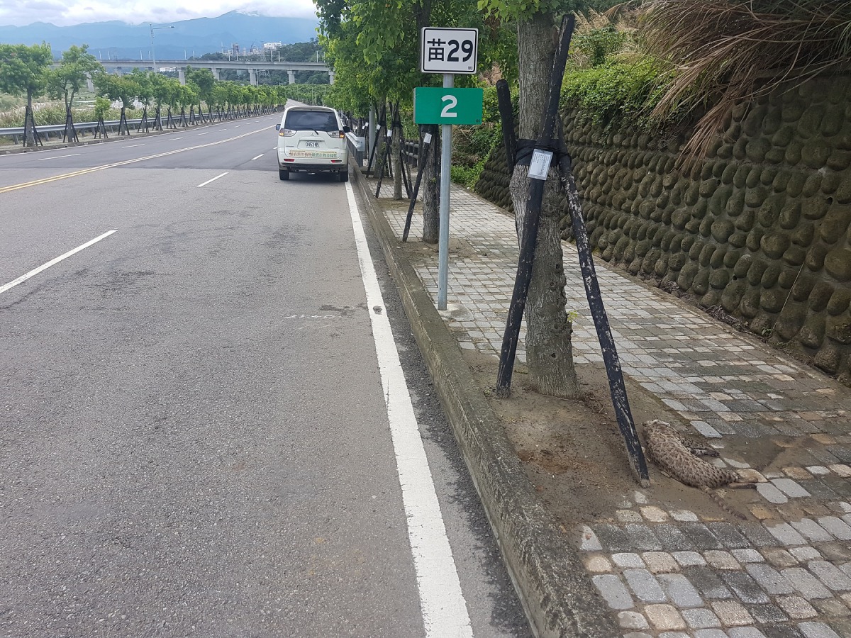 苗29鄉道2k發生石虎路殺個體，也是該路段第3次發生路殺事件。苗栗縣自然生態保育科/提供