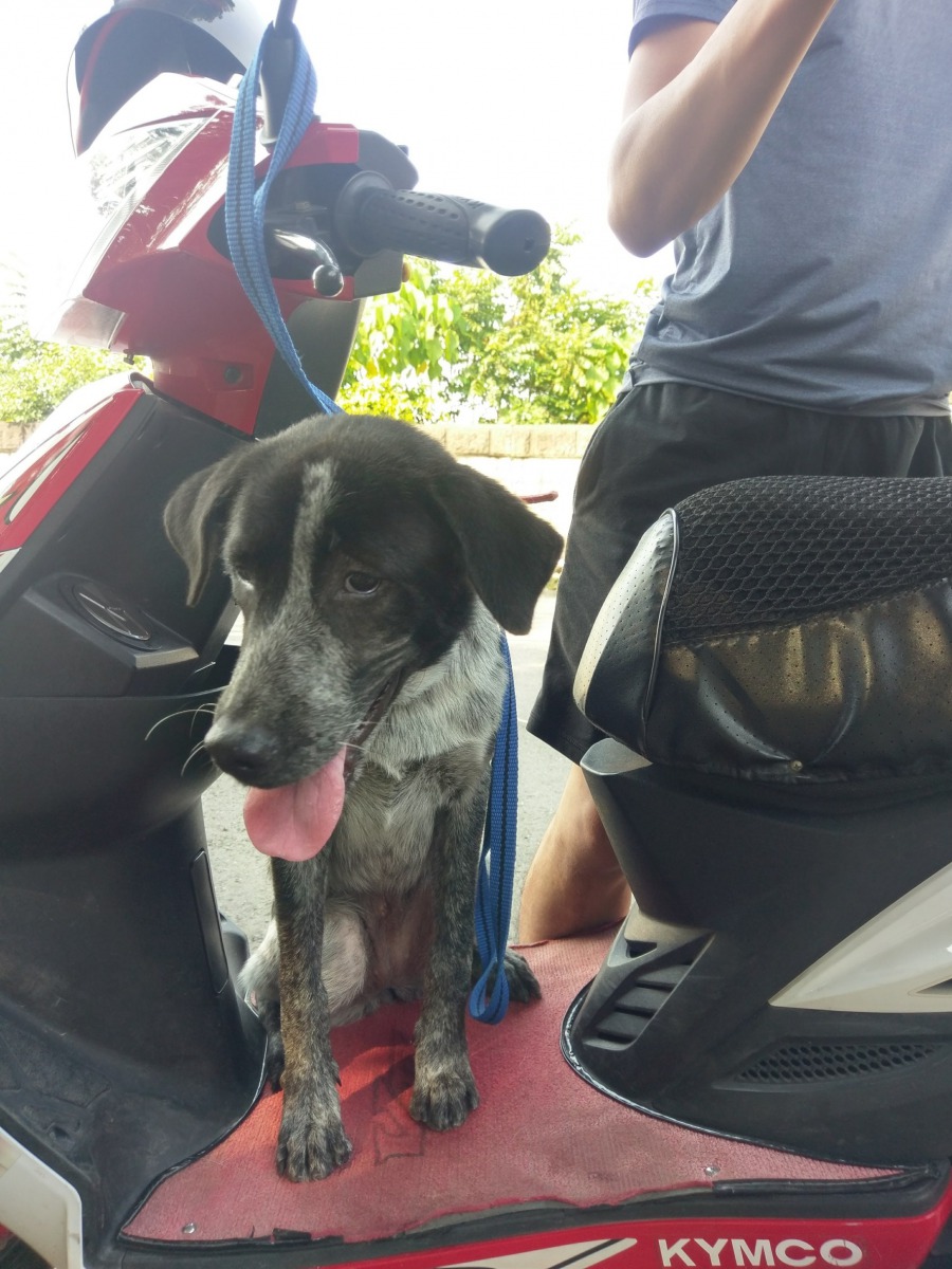 控制流浪動物的黃金三原則是「立法」、「絕育」與「教育」。中華民國保護動物協會/提供