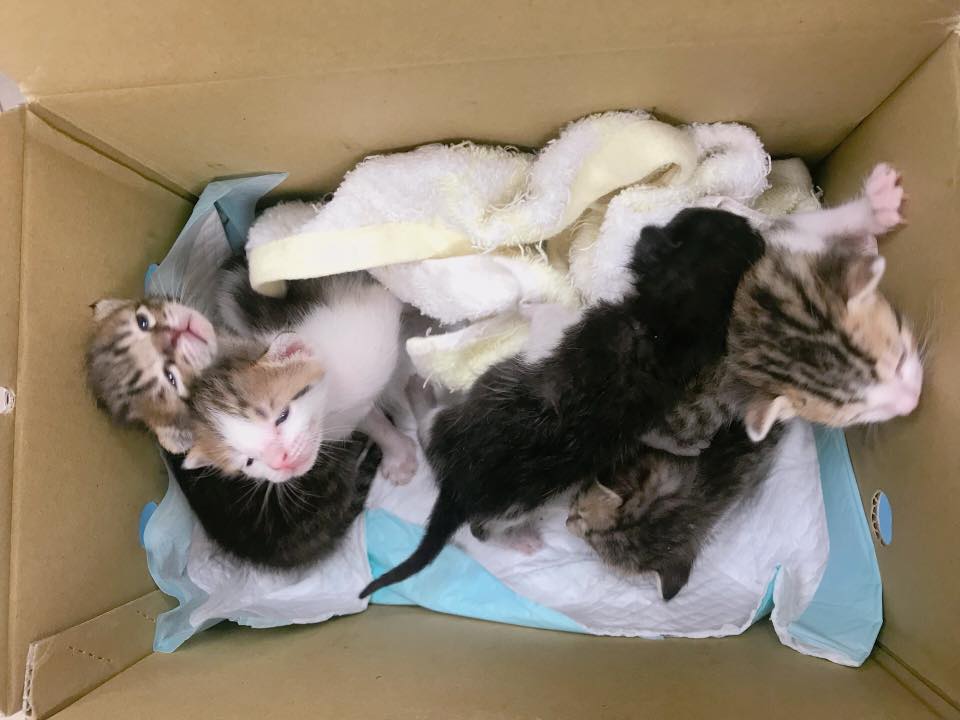 動物之家常在奶貓潮收到整窩奶貓。新北市動保處/提供