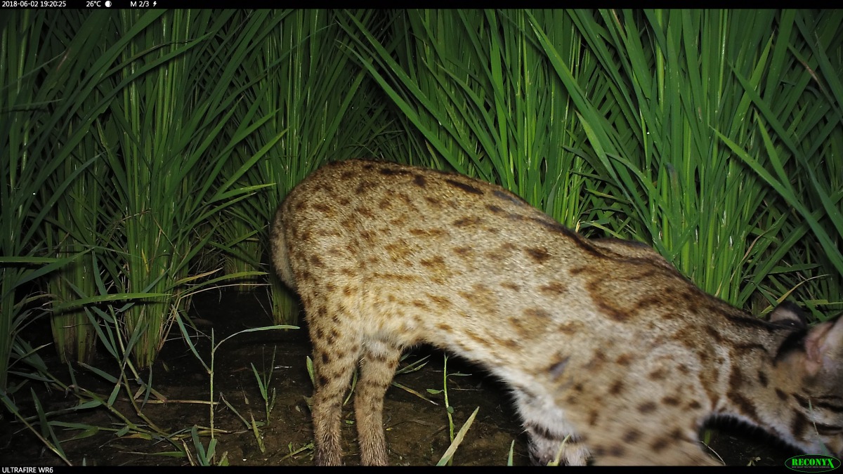 政府透過實質的獎勵措施，分攤保育成本，鼓勵野生動物棲地的居民投入且持續進行保育措施。圖為楓樹里石虎米田拍攝到的石虎影像，林務局/提供