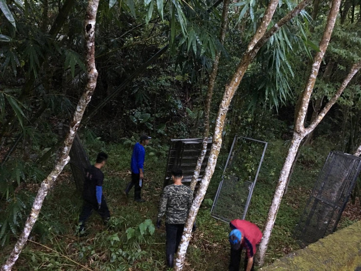 台東林管處、花蓮林管處曾參與南安小熊處理人員以及前來支援的台灣黑熊保育協會人員在樹林中搭建籠舍。台東林管處/提供