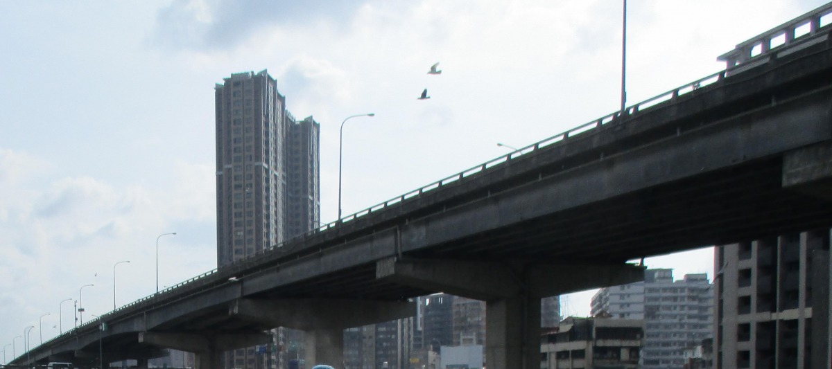 台64線高架橋下野鴿群聚。新北市動保處/提供